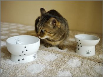 こっちにもご飯入れてよ