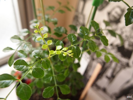 シマトネリコ　シマトリネコ　観葉植物　新芽　室内　順調　画像　写真　土母　どうも　