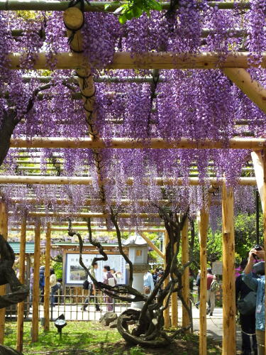 亀戸天神社の藤