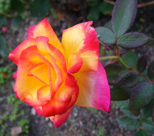 薔薇.jpg