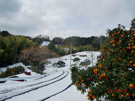 伊豆の初雪 018.jpg