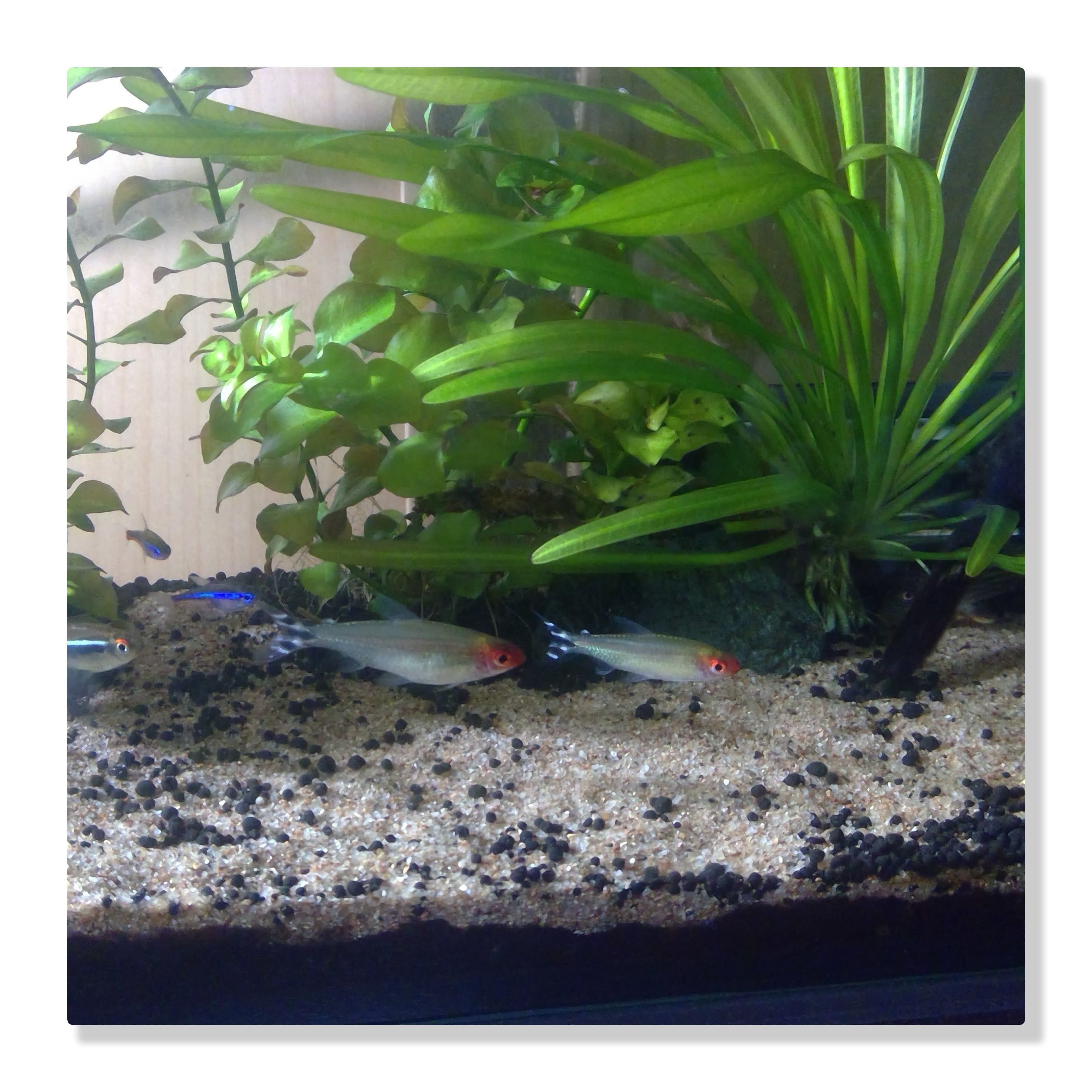 お魚紹介２ 赤いお顔のラミーノーズテトラ おさかな生活 アクアリウムを作ろう 楽天ブログ