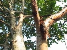 元気に水撒き (3)