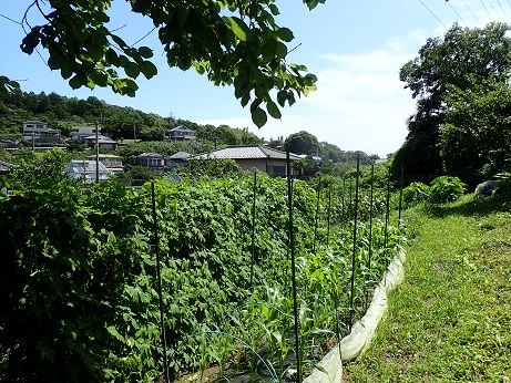 ピーマン赤く色づく 葉山野菜栽培記 7月下旬 暇人主婦の家庭菜園 楽天ブログ