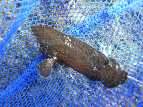 串本磯採集2017年7月下旬前半47　ツマジロオコゼ（Ablabys taenianotus）