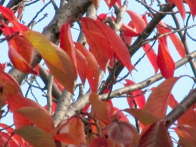 桜の紅葉