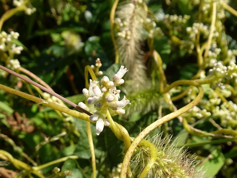 9月29日 9月の花 その５ Gazengamaのブログ 散歩中に出合った花と趣味の陶芸作品 楽天ブログ