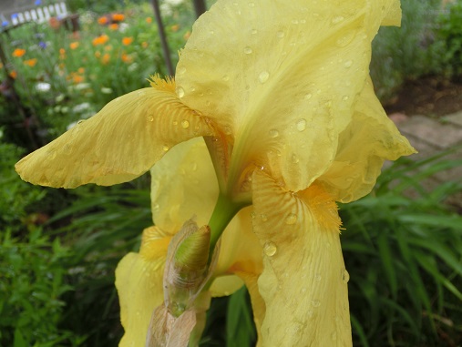 ジャーマンアイリス