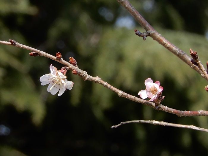 十月桜4