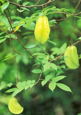 Star Fruits 実.jpg