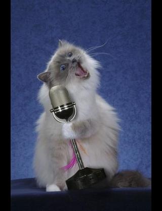 猫