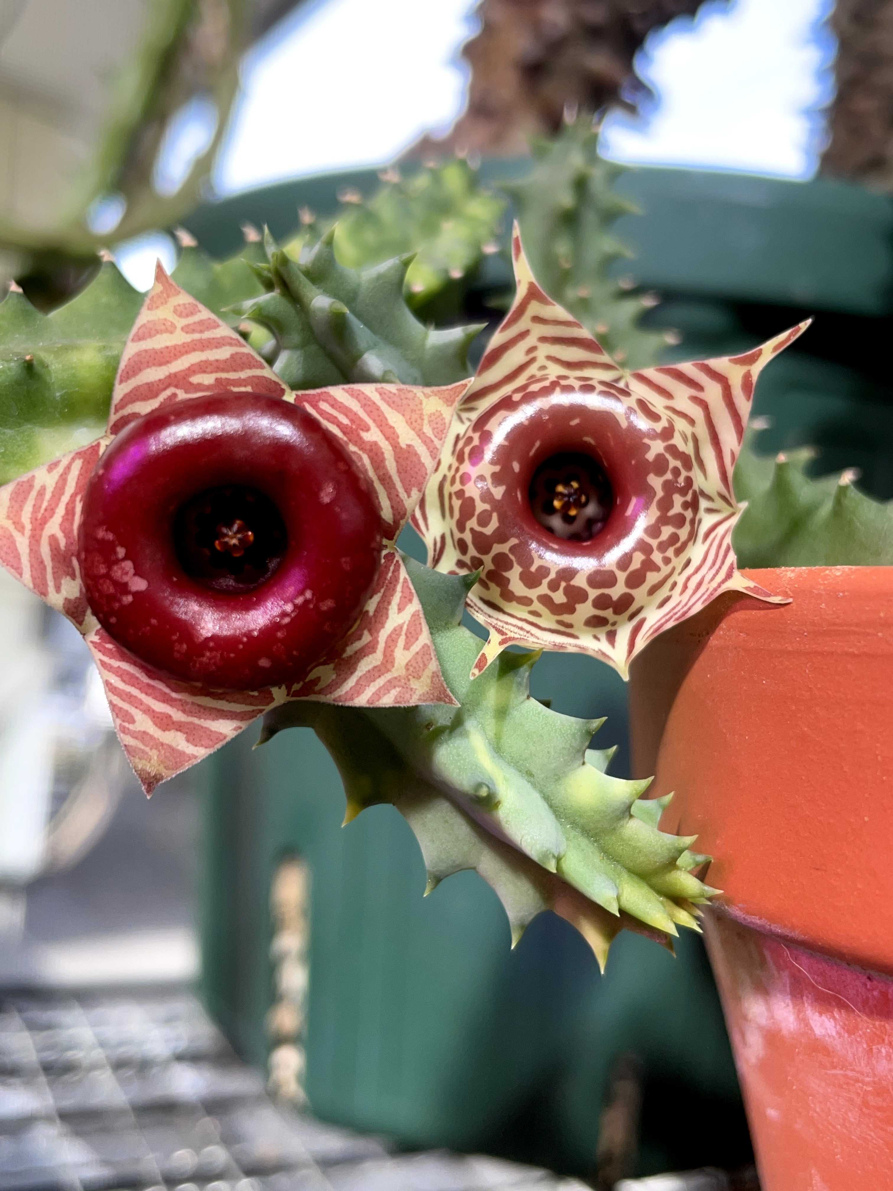 フェルニア・ゼブリナ【Huernia zebrina】 | 多肉ガガイモまとめ - 楽天ブログ