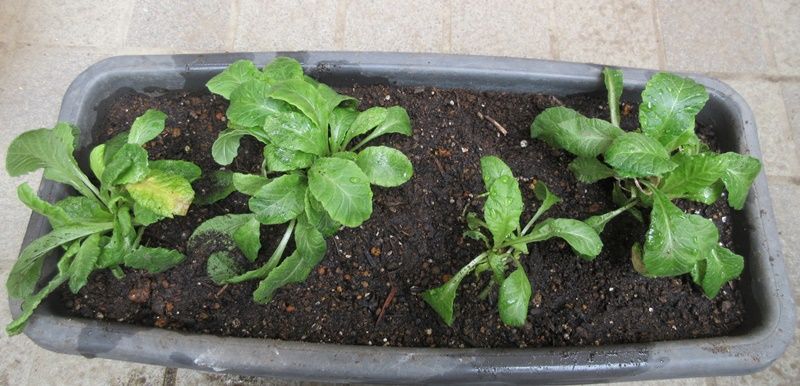 夏越しのガザニアの手入れ プリムラの植え替え 狭い庭を花いっぱいにする育て方 楽天ブログ
