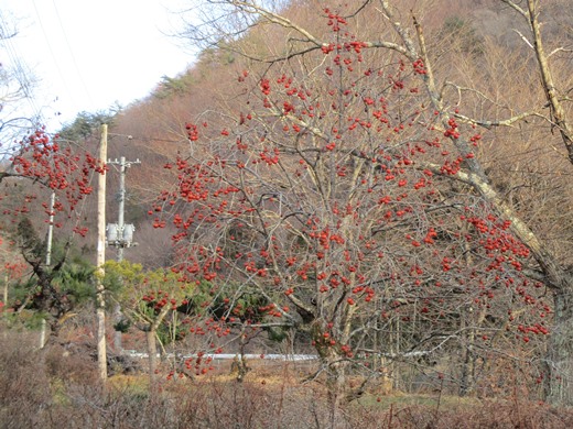 IMG_1789柿ブログ.jpg