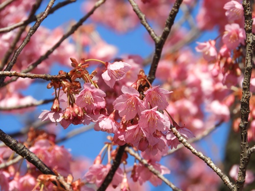 荏原神社の寒緋桜