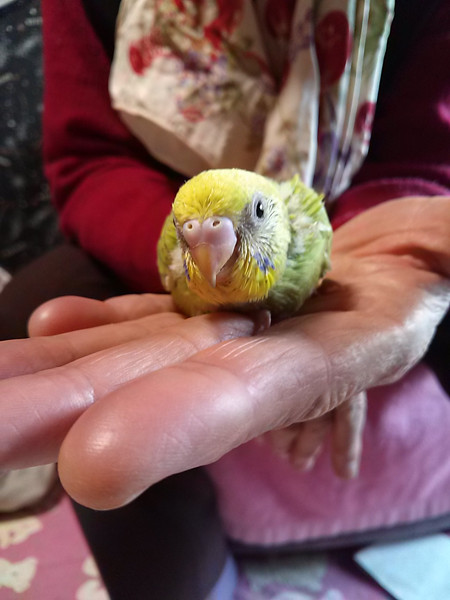 ひな3.jpg