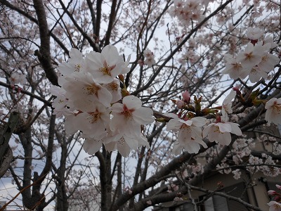 DSCN0251.jpg