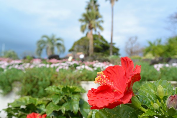 伊豆四季の花公園　伊豆高原　パルテール撮影