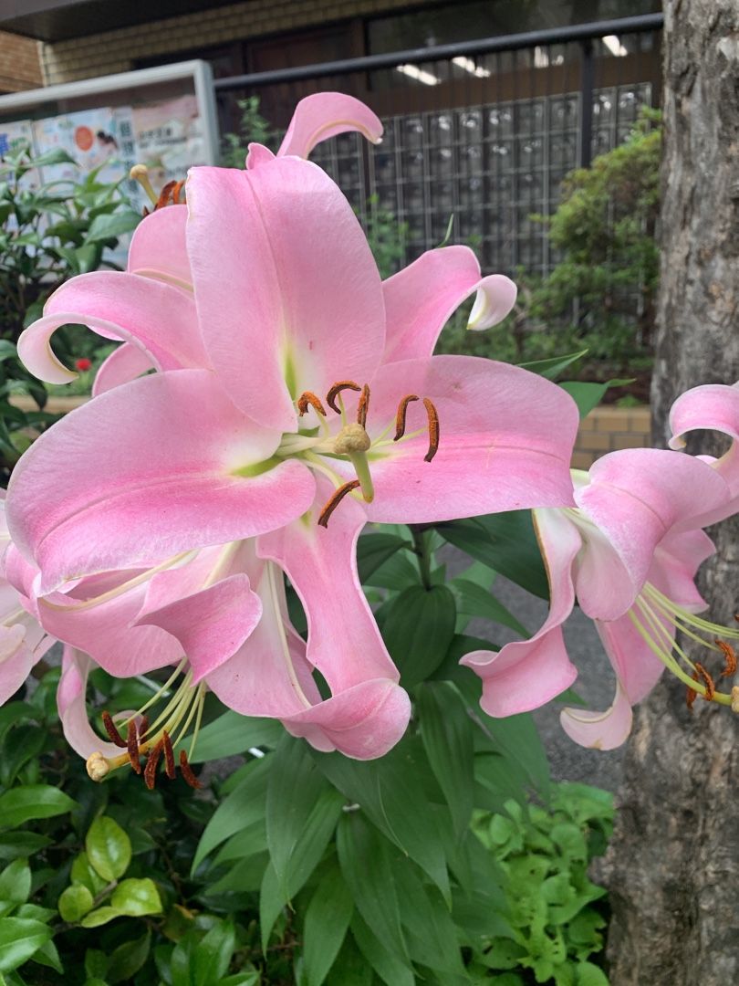 大きなユリの花 だるまさんがころんだ 楽天ブログ