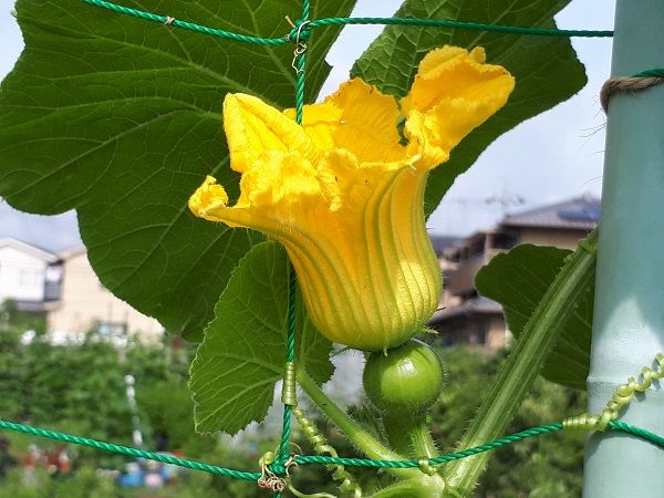 カボチャの花は大きい 実りの詩 菜事記 楽天ブログ