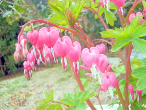 タイツリソウの花-5