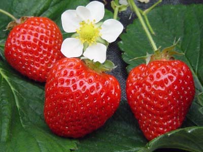 いちご１.jpg