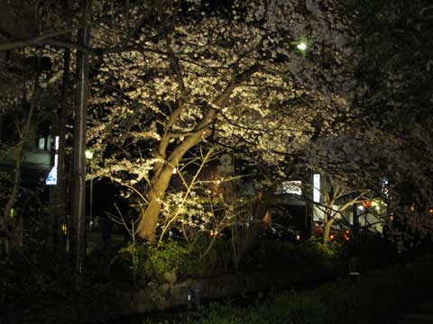 京都木屋町の夜桜