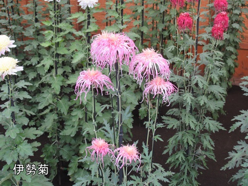 伊勢菊・丁子菊・嵯峨菊花壇