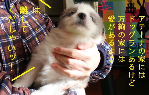 放して