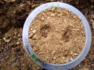 20120330 chile gold kiwi seed 2.jpg