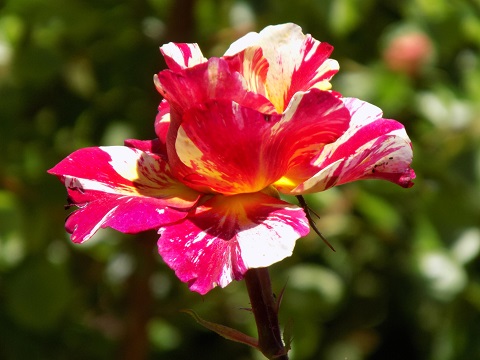 DSCN0525.JPG