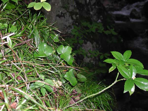 jiseiti-5.jpg