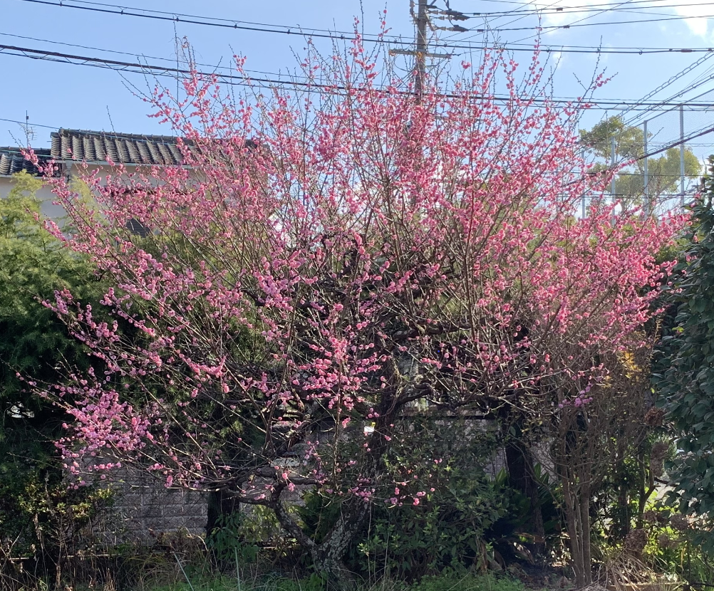 家の整理 | yanpeo0427のブログ - 楽天ブログ