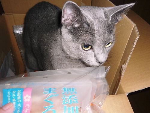 2013年08月09日_P1150573 - コピー.jpg