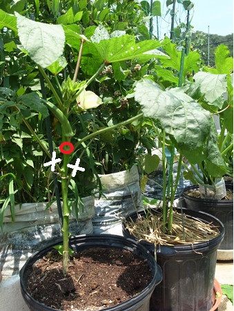 オクラ栽培方法 暇人主婦の家庭菜園 楽天ブログ