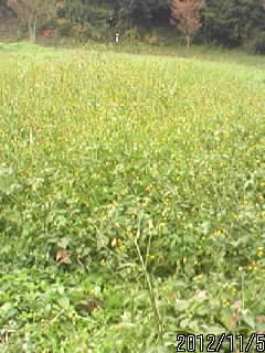 秋の花たち