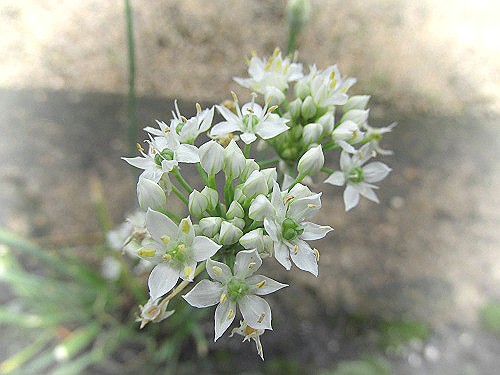 ニラ（韮）の花