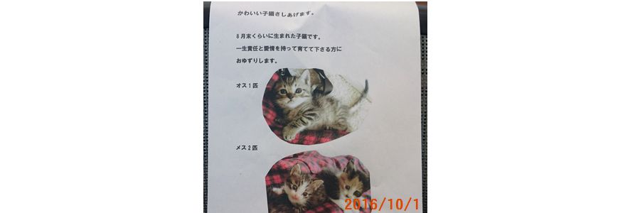 子猫差し上げます.jpg