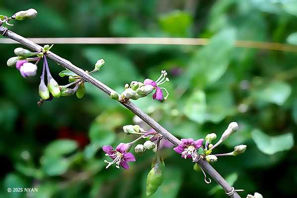 クコ（枸杞、ナス科）