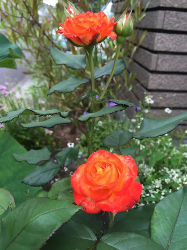 rblog-20160618233429-03.jpg
