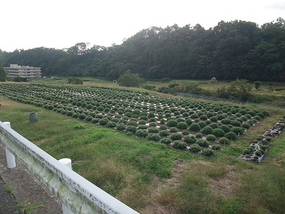 20121020メイン会場ざる菊