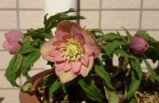DSC_1996.JPG