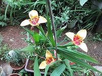 ９月１日の誕生花 チグリジアの花言葉 私を愛して 斑模様を 誇らしく思う トラユリ 虎百合 の花 弥生おばさんのガーデニングノート 花と緑の365日 楽天ブログ