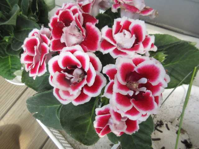グロキシニアの花の腐り方 ロードヒポキシス 楽天ブログ