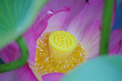 上野不忍池の蓮の花