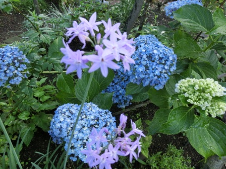 お多福紫陽花