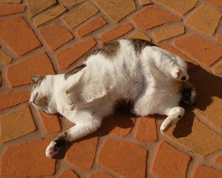 P1130806-ass.jpg
