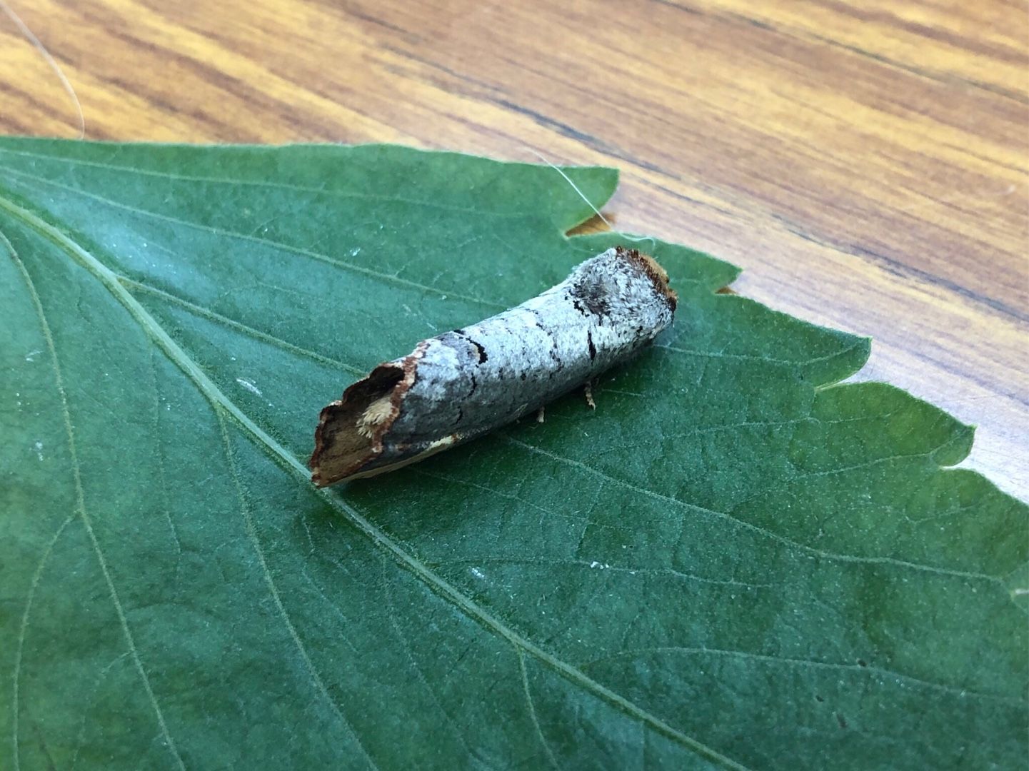 虫のはなし ツマキシャチホコ 庭ぐらし 楽天ブログ