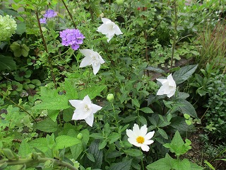 IMG_4433ss.jpg