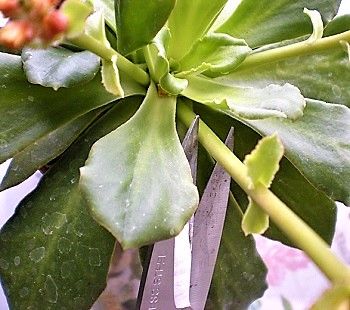 ベゴニアとレウィシア 花がら 花茎を切る こぢんまりベランダ園芸やってます 楽天ブログ